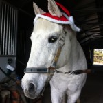 The beautiful Dusty in the Christmas Spirit